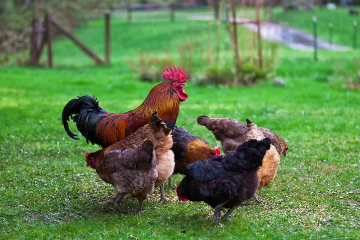 Add a rooster to your coop to keep chickens excited