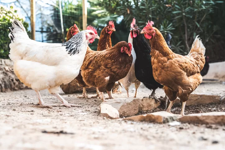 Chickens Can Sleep With One Eye Open