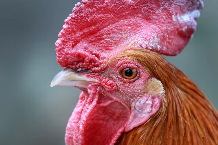 Chickens Have Telescopic Vision