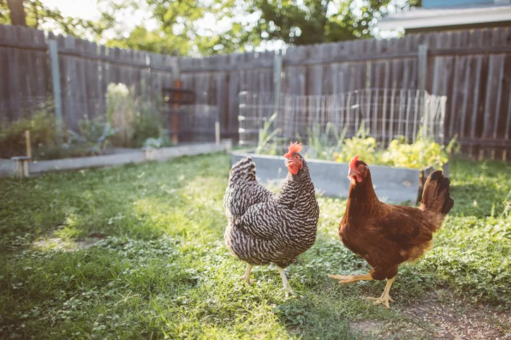 Making space for your chickens to roam keeps them busy