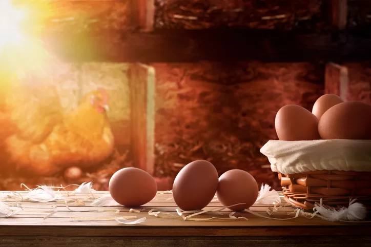 Teach Your Hens How To Lay Eggs In A Nesting Box