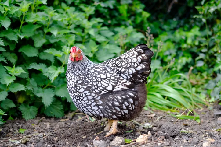 Train Your Chicken To Strike A Pose