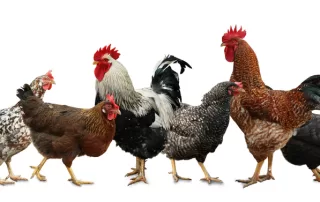 Train Your Flock To Do These Things This Year!