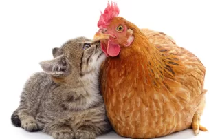 4 Pets That Make Great Companions For Chickens