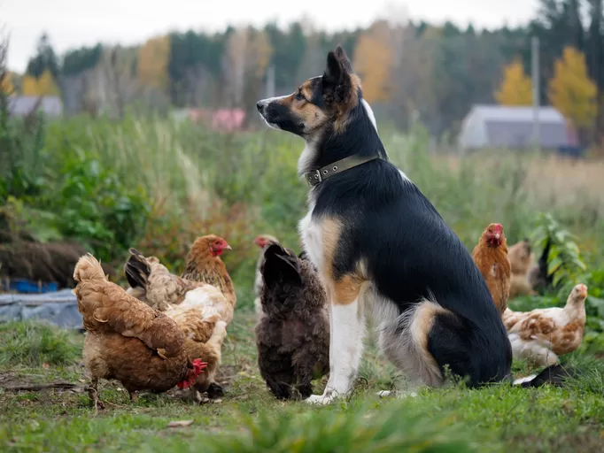 Dogs make great companions for chickens