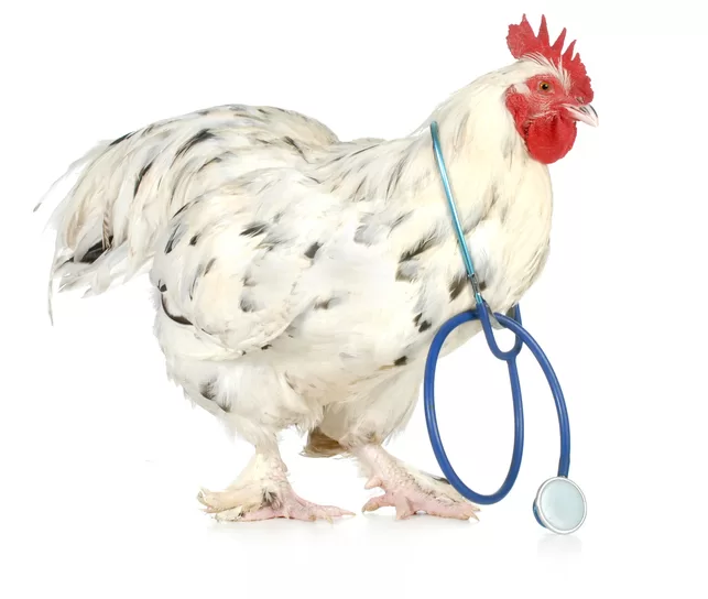 Have these items for flock emergencies!