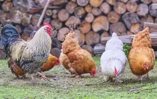 How To Keep Your Chickens From Pecking In The Coop