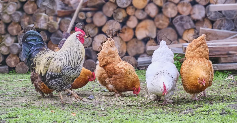 How To Stop Chicken Pecking In Your Coop | CoopCrate