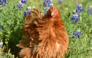 Chicken Friendly Plants To Make Your Coop Pop
