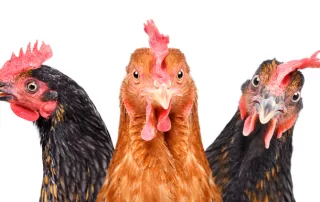 5 Things Your Chickens Will Always Remember