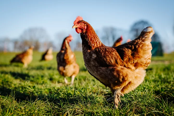 Chickens can remember other chickens