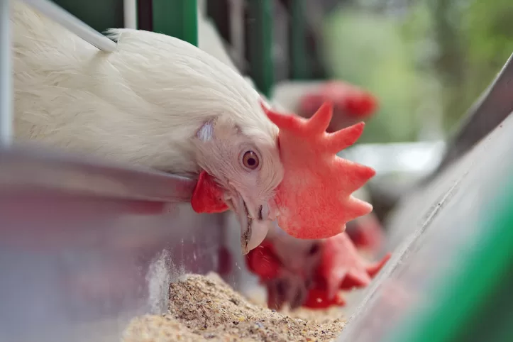 Chickens will remember where their food is located
