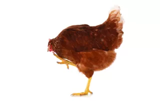 How To Identify Mites And Lice In Chickens