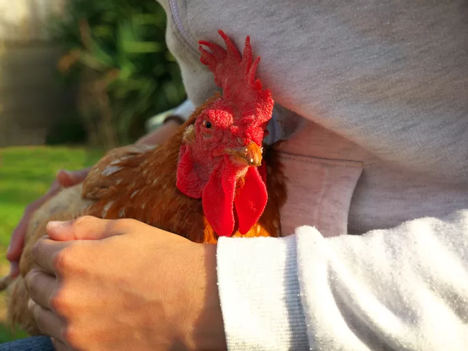 Massaging chickens is beneficial to their well being.