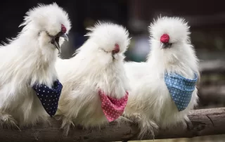 Simple Ways To Pamper Your Chickens