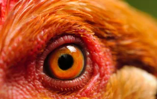 4 Simple Ways To Check Your Flock's Health