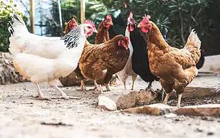 5 Ways To Boost Your Chicken's Immune System