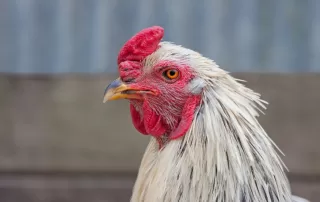 6 Things You Can Learn From Your Chickens Comb