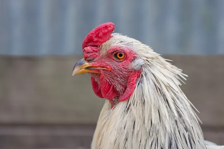 6 Things A Chicken's Comb Says About Its Health
