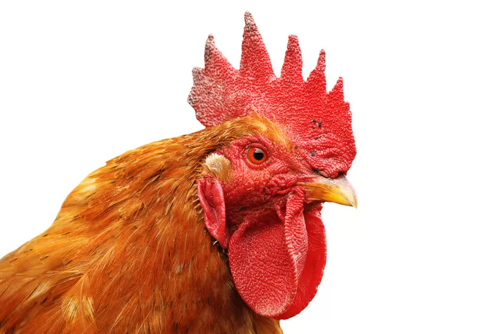 Check Your Chicken's Comb For Health Signs