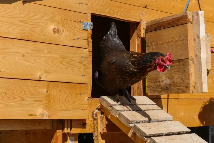 How To Move Your Chickens To A New Coop