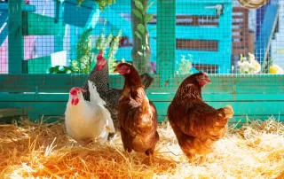 Tips For Moving Your Chickens To A New Coop