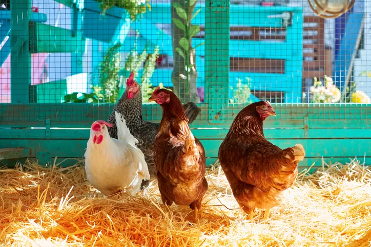 Tips For Moving Your Chickens To A New Coop
