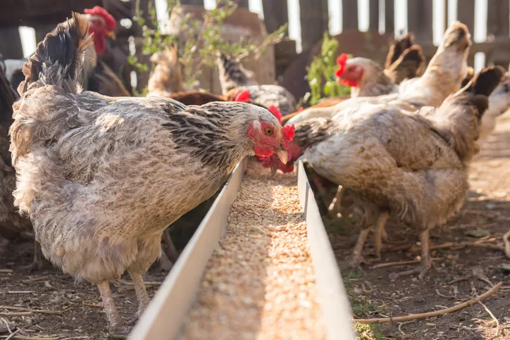 Watch your chicken's weight for signs of its health