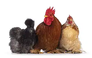 5 Of The Friendliest Chicken Breeds You Can Own