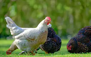5 Tips For Raising A Respectful Flock