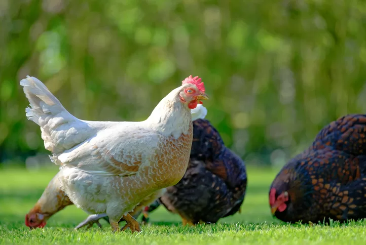 5 Tips For Raising A Respectful Flock