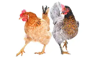 6 Chicken Breeds That Mix Well Into A Flock