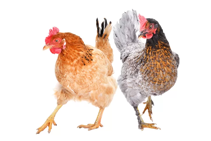 6 Chicken Breeds That Mix Well Into A Flock