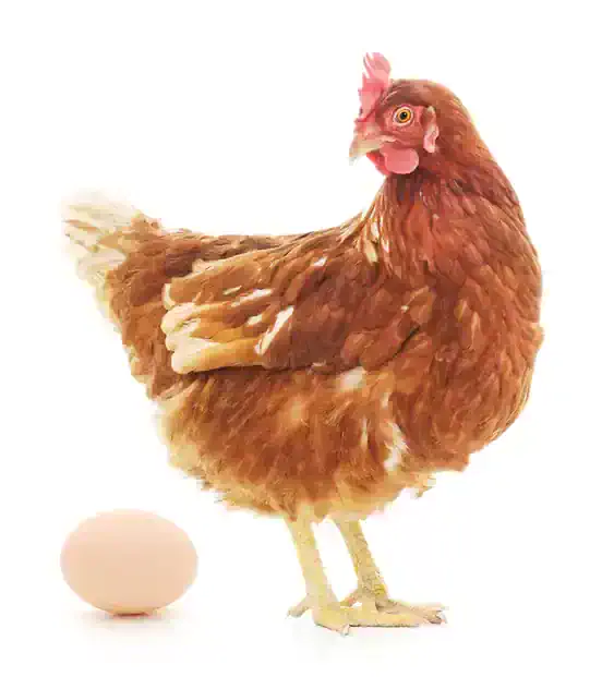 Different egg sizes for chickens