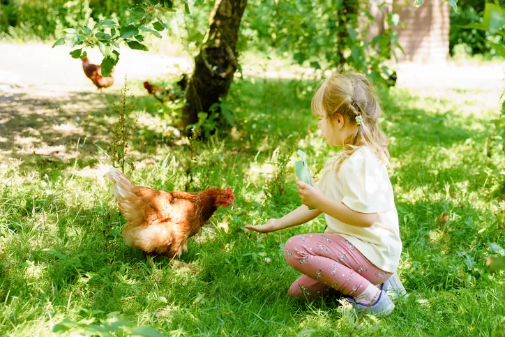 Gain your flock's trust to raise respectful chickens