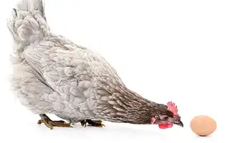 What Size Eggs Do Your Hens Lay?
