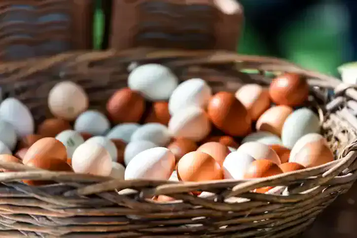 What size eggs do your hens lay?