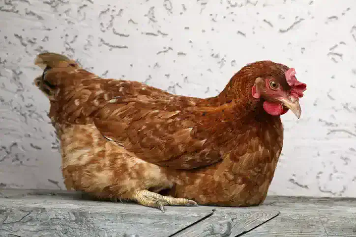 Benefits to feeding vitamin e to your flock