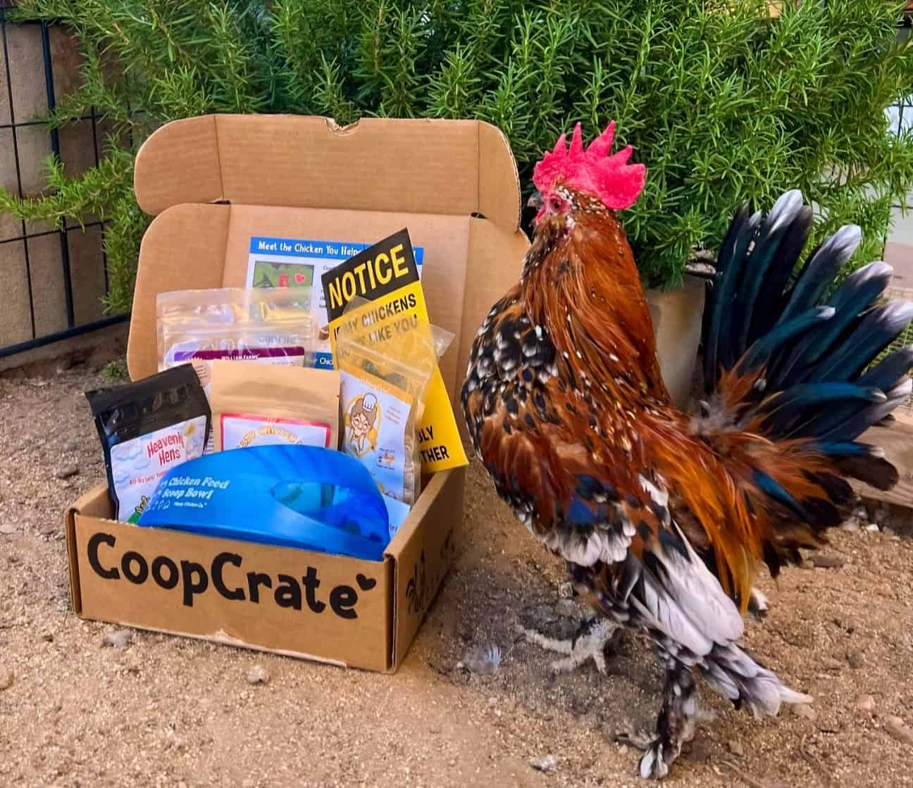 coop crate chicken keeper gift box