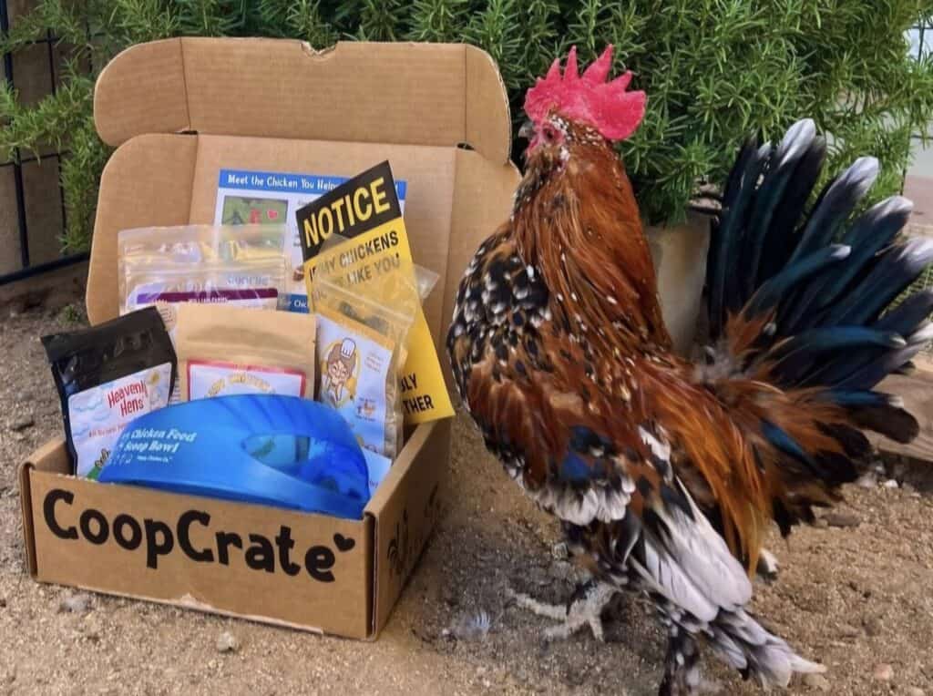 Unique gift ideas for chicken owners