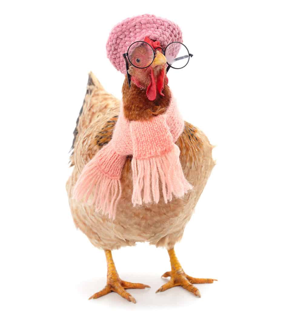 chickens in early photography