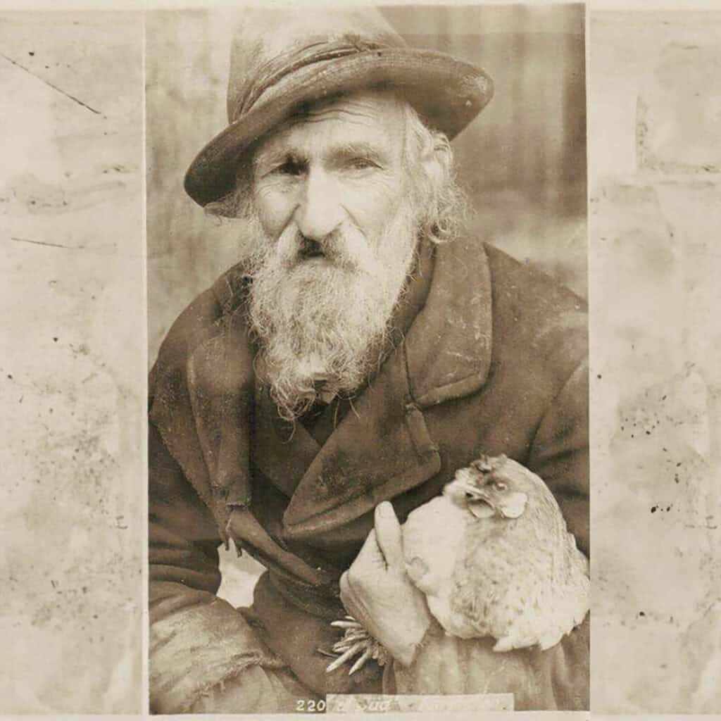 black and white antique pictures with chickens