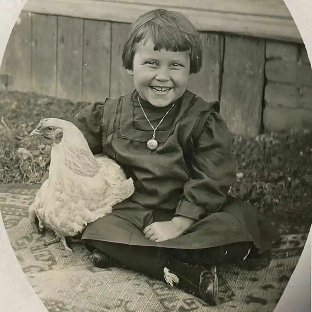 photography of chickens in olden days