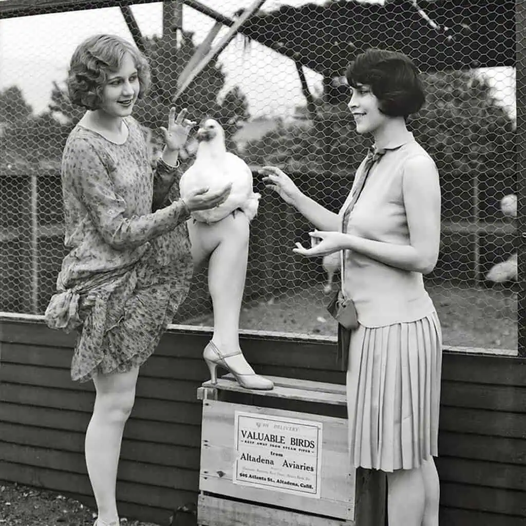antique chicken photographs