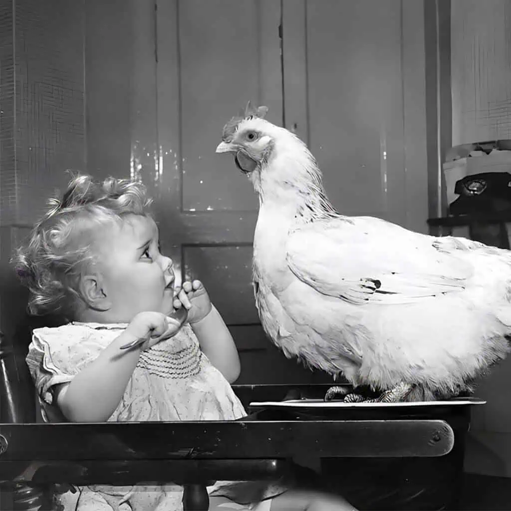 old-fashioned chicken photography