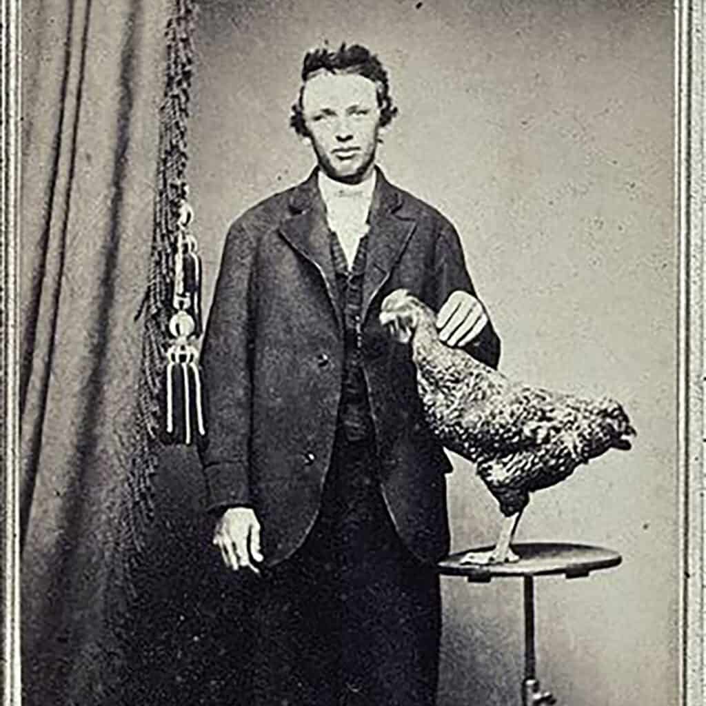 chickens in old photographs