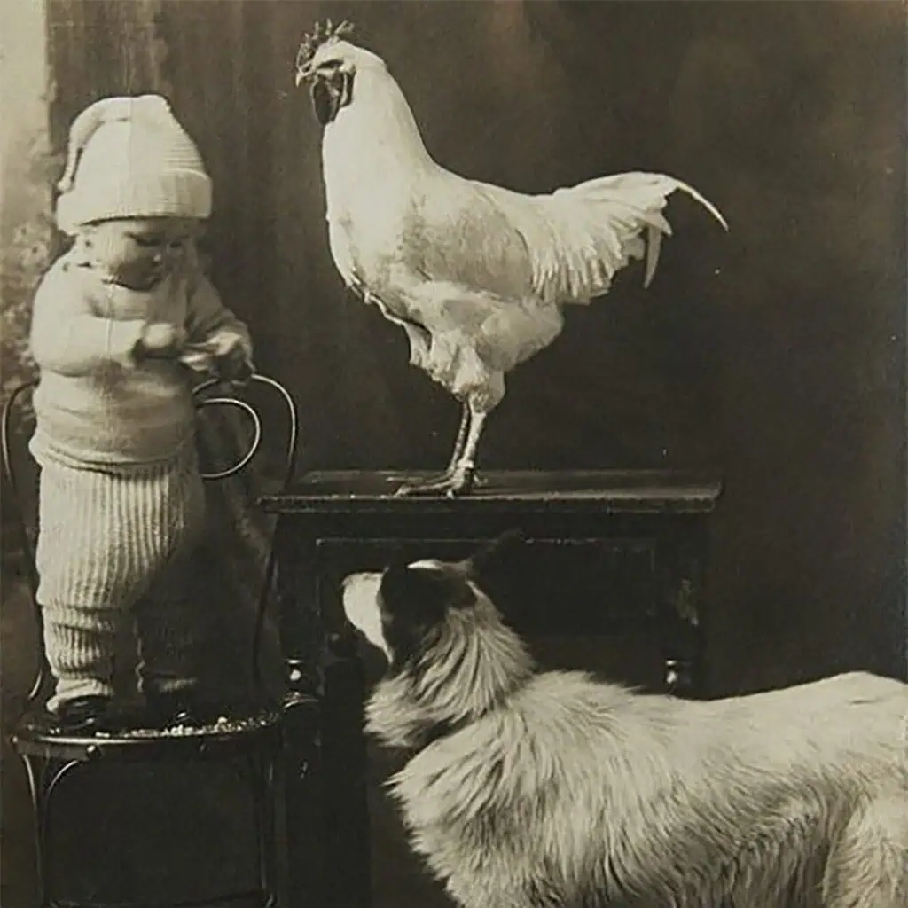 old antique pictures of chickens