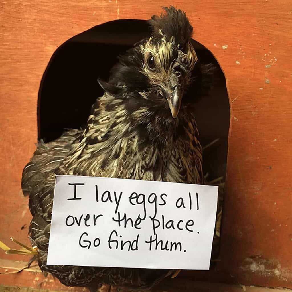 Free-range chicken laying eggs outside the nesting box with a sarcastic sign