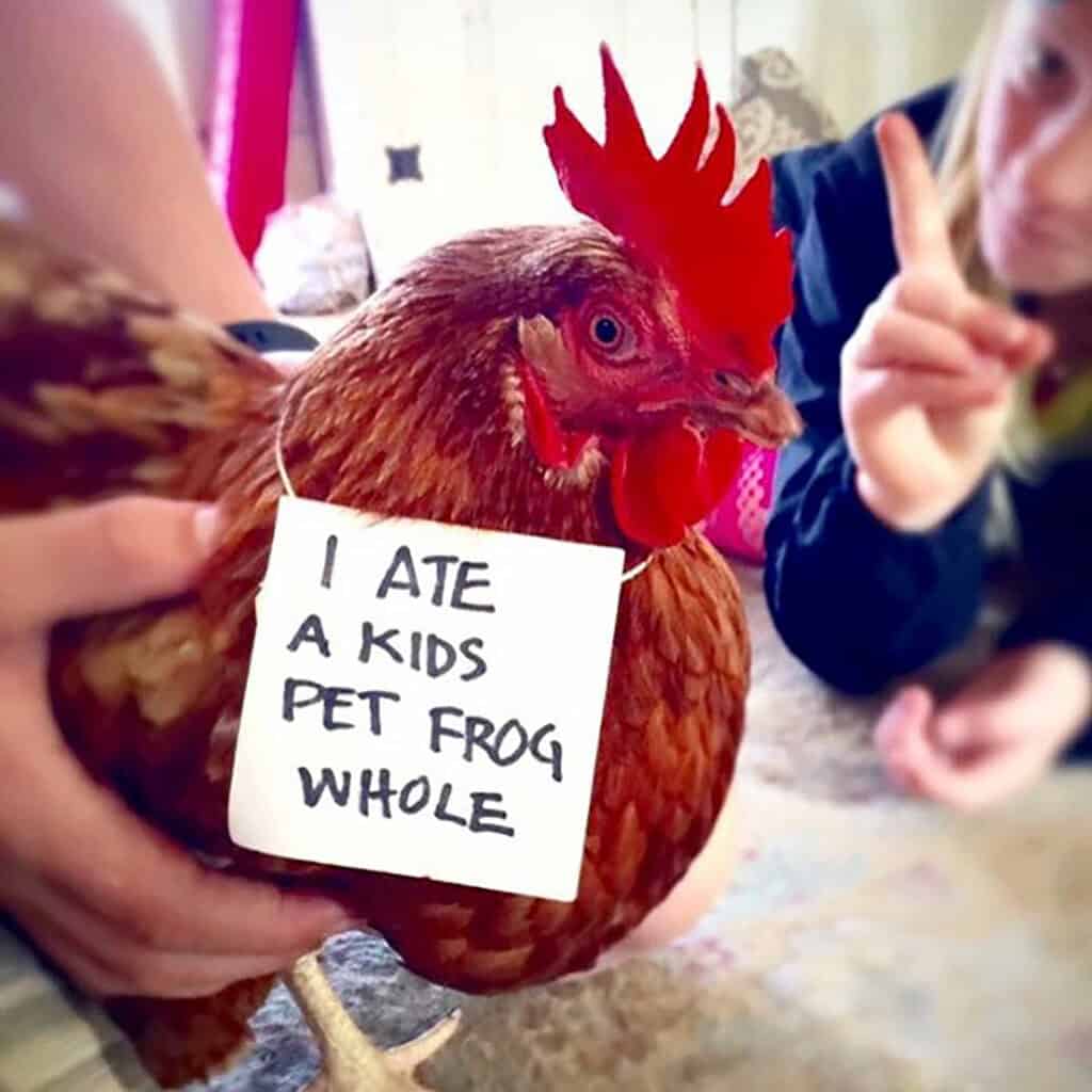 Funny photo of hen that ate a kid’s pet frog whole