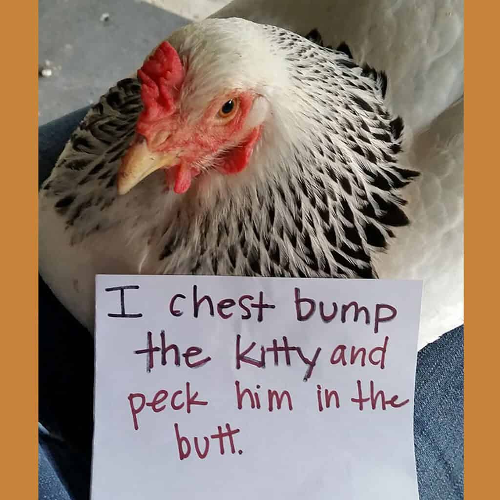 Backyard chicken bullying cat with sign saying chest bump and peck the butt